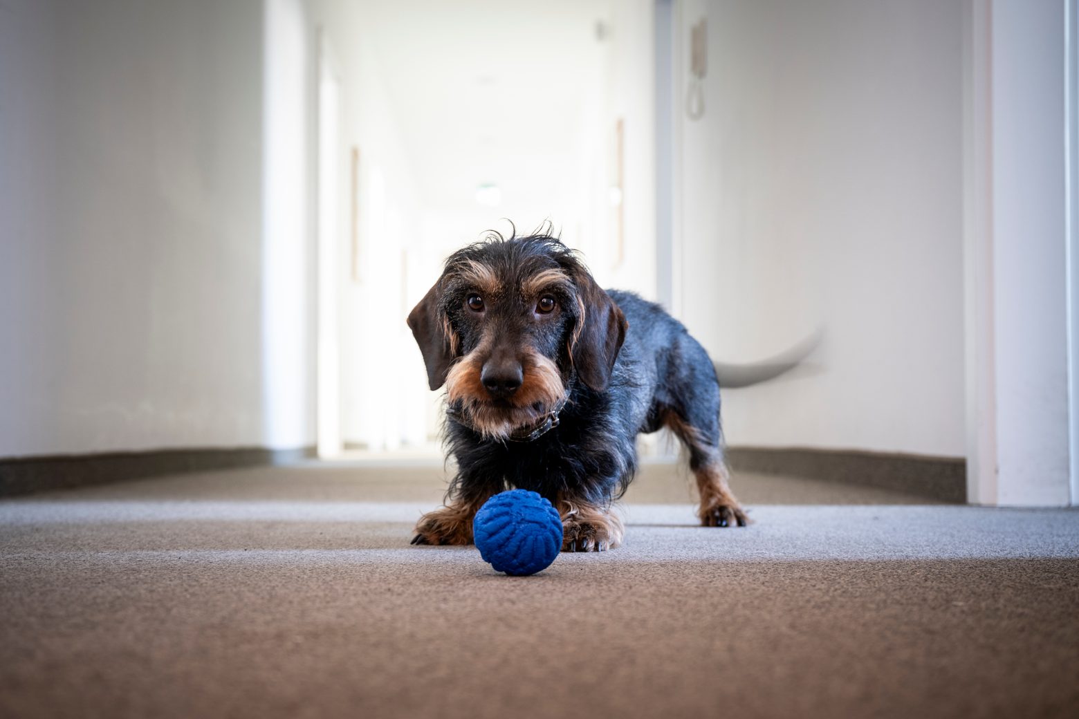 Dackel mit Ball – Kanzlei Dr. Ron Baer